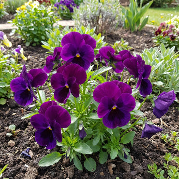 Pansy Purple Flower Seeds for Planting - Stunning Purple Blooms