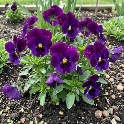 Pansy Purple Flower Seeds for Planting - Stunning Purple Blooms