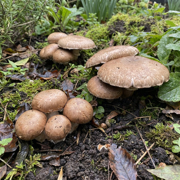 Brown Mushroom Seeds for Planting Premium Vegetable Seeds