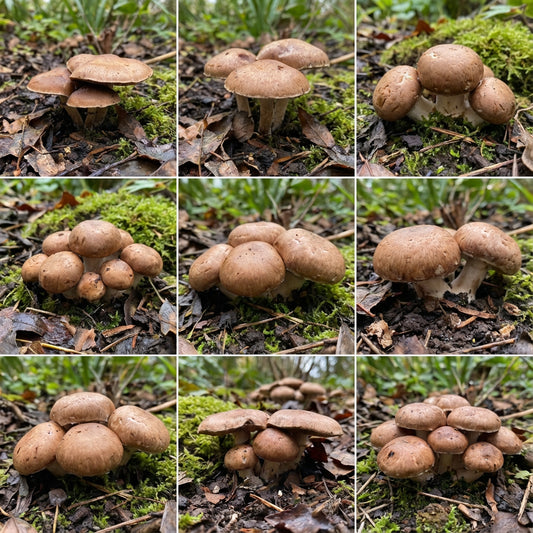 Brown Mushroom Seeds for Planting Premium Vegetable Seeds