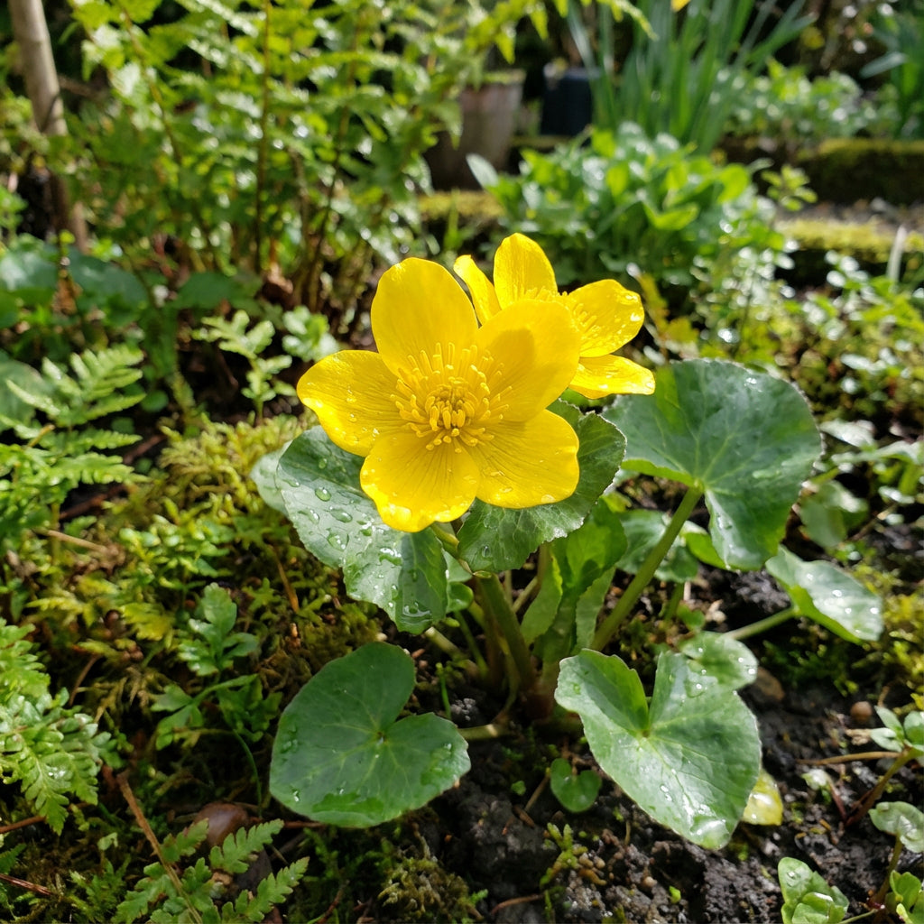 Bright Yellow Caltha Palustris Seeds for Planting  Vibrant Perennial Flowers for Garden Wetlands