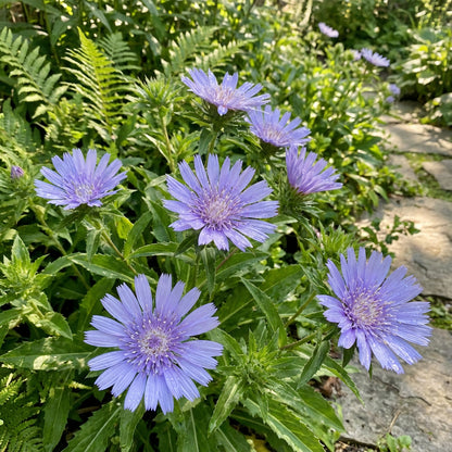 Stoke's Aster Planting Seeds - Perennial Garden Blooms