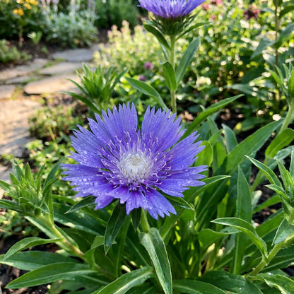 Stoke's Aster Planting Seeds - Perennial Garden Blooms