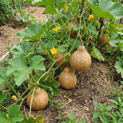 Brown Bushel Gourd Planting Seeds