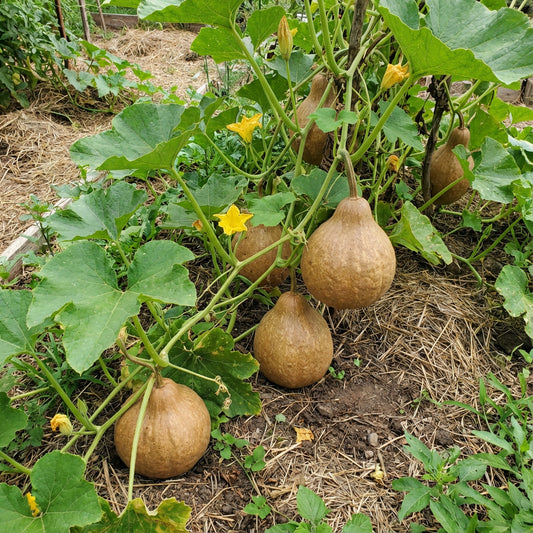 Brown Bushel Gourd Planting Seeds