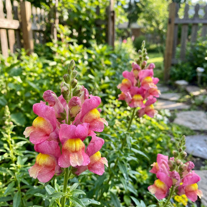 Snapdragon Flower Seeds for Planting  Colorful Annual & Biennial Garden Blooms