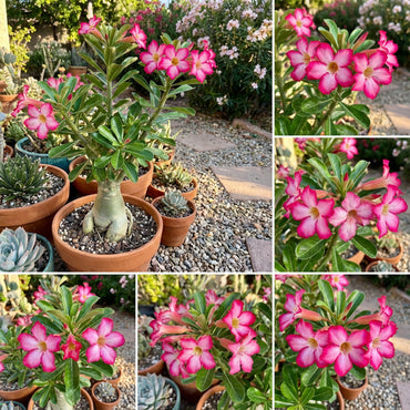 Adenium Seeds for Planting  Grow Stunning Desert Rose Flowers at Home
