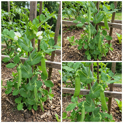 Green Pisum Vegetable Seeds for Planting