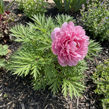 Fern Leaf Peony Pink Seeds for Planting - Elegant Perennial Blooms