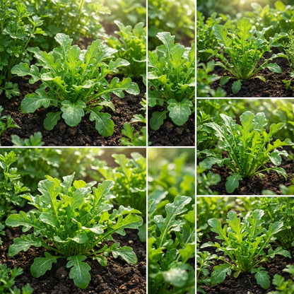 Green Rucola Vegetable Seeds for Planting