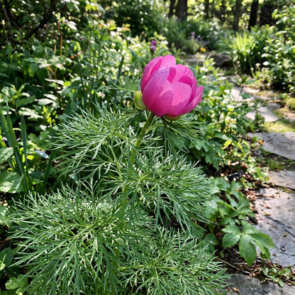 Fern Leaf Peony Pink Seeds for Planting - Elegant Perennial Blooms