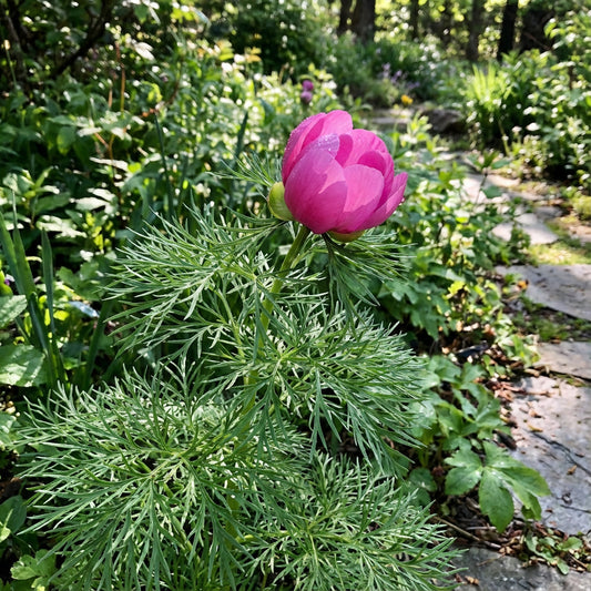 Fern Leaf Peony Pink Seeds for Planting - Elegant Perennial Blooms