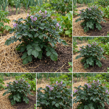 Purple Potato Seeds for Home Gardening