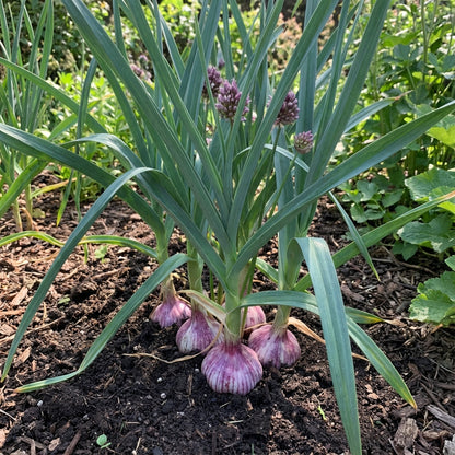 Blue Garlic Seeds for Planting Premium Vegetable Planting Seeds.