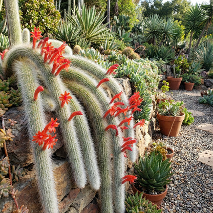 Monkey Tail Cactus Flower Seeds for Planting  Unique Cacti for Your Garden