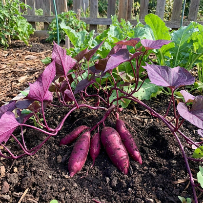 Purple Sweet Potato Seeds for Planting - Vegetable Garden