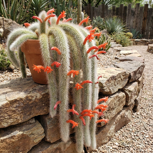 Monkey Tail Cactus Flower Seeds for Planting  Unique Cacti for Your Garden