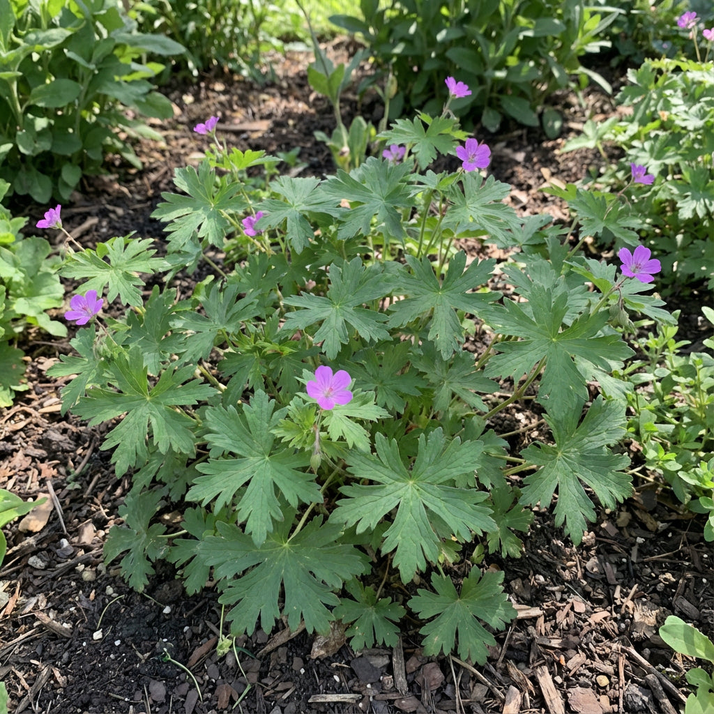 Cranesbill Geranium Seeds for Planting - Perennial Flowering Seeds