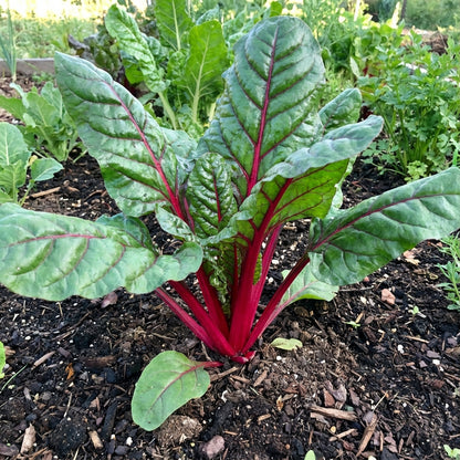 Red Swiss Chard Seeds for Planting - Nutrient-Rich Vegetable