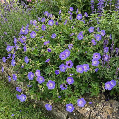 Cranesbill Geranium Seeds for Planting - Perennial Flowering Seeds