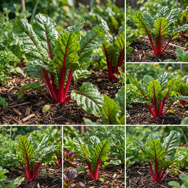 Red Swiss Chard Seeds for Planting - Nutrient-Rich Vegetable