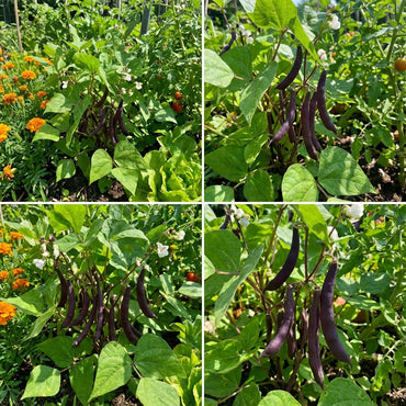 Purple Bush Bean Seeds for Vegetable Planting