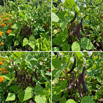 Purple Bush Bean Seeds for Vegetable Planting