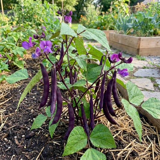 Purple Bush Bean Seeds for Vegetable Planting
