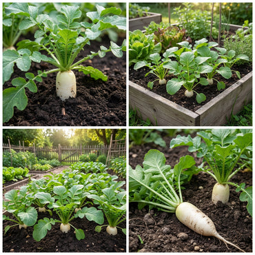 White Radish Seeds for Vegetable Planting