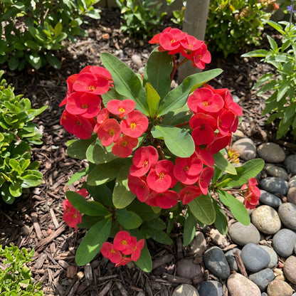 Milii Red Flower Seeds for Planting | Vibrant Annuals for Your Garden