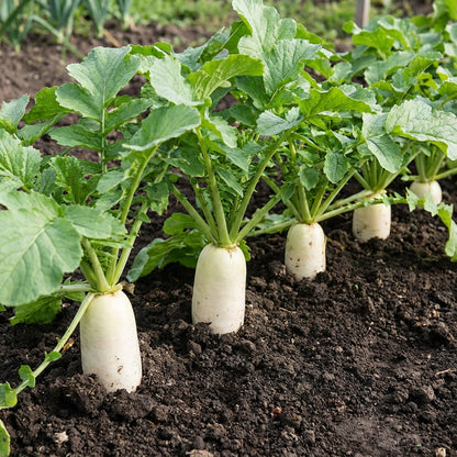 White Radish Seeds for Vegetable Planting