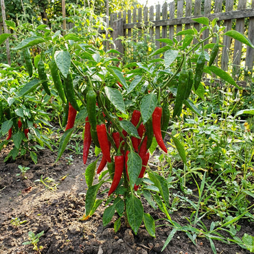 Red and Green Chili Vegetable Planting Seeds