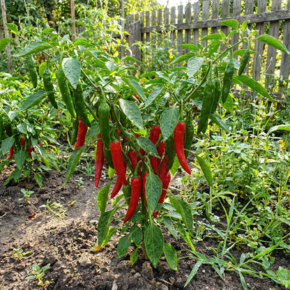 Red and Green Chili Vegetable Planting Seeds