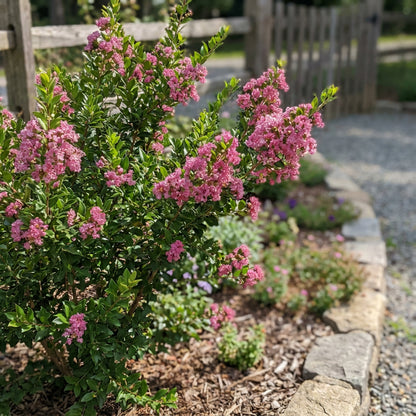 Myrtle Pink Flower Seeds for Planting  Vibrant Blooms for Your Garden