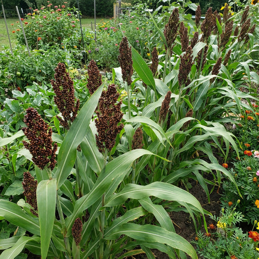 Red Sorghum Vegetable Seeds for Planting
