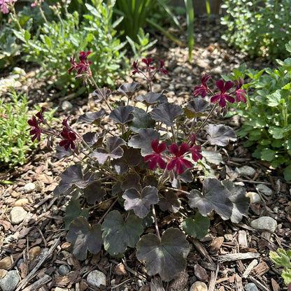 Pelargonium Sidoides Flower Planting Seeds  Ideal for Stunning Gardens