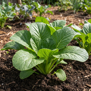 Green Komatsuna Vegetable Seeds for Easy Planting