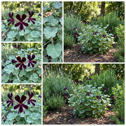 Pelargonium Sidoides Flower Planting Seeds  Ideal for Stunning Gardens