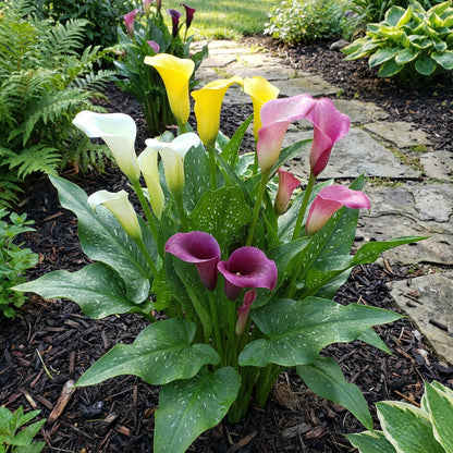 Calla Lilies Mix Flower Seeds for Planting | Vibrant Colorful Blooms