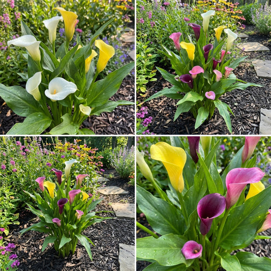Calla Lilies Mix Flower Seeds for Planting | Vibrant Colorful Blooms