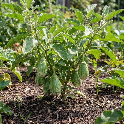 Green White Eggplant Seeds for Vegetable Planting