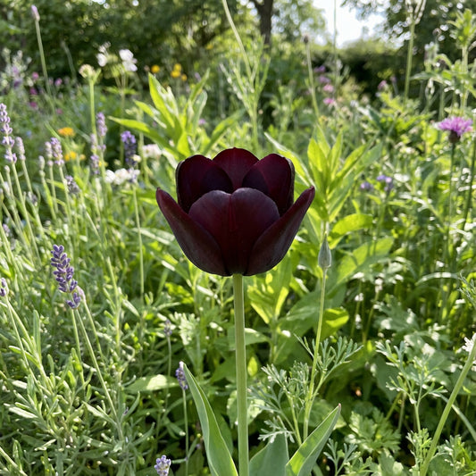 California Poppy Flower Tulip Black Seeds for Planting - Elegant Purple Tulip Flower Seeds for Stunning Gardens Planting Seeds - 1 pcs