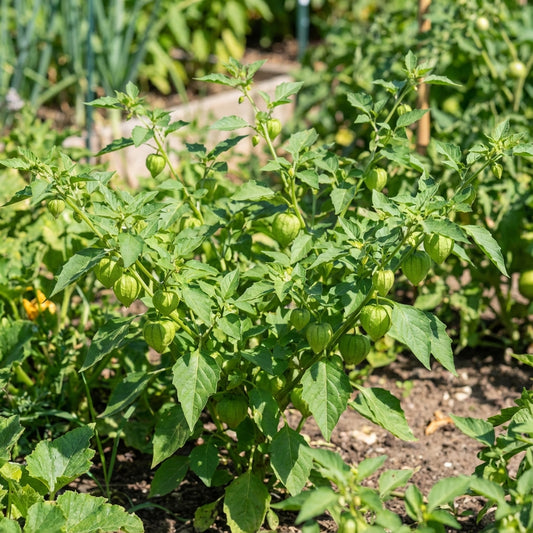 Green Tomatillo Seeds for Your Garden