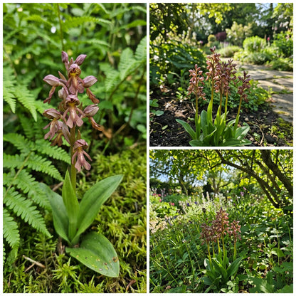 Orchid Man Flower Planting Seeds - Enhance Your Garden with Vibrant Orchid Blooms