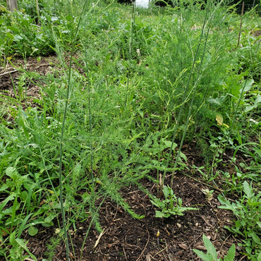 Green Wild Asparagus Seeds for Planting