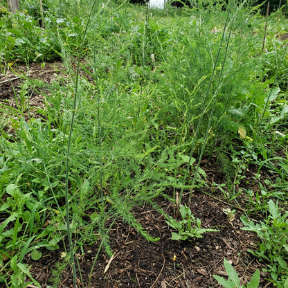 Green Wild Asparagus Seeds for Planting