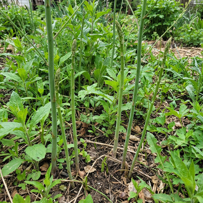 Green Wild Asparagus Seeds for Planting