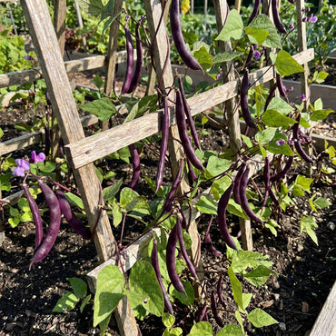 Purple Bean Vegetable Seeds for Planting