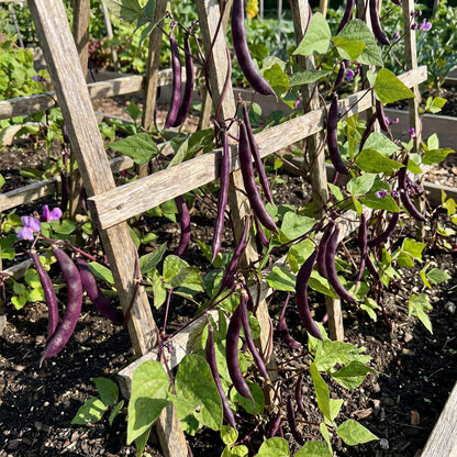 Purple Bean Vegetable Seeds for Planting