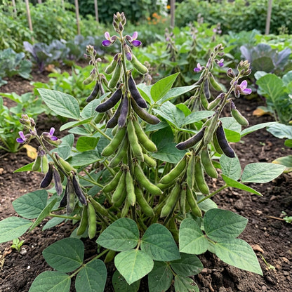Black Soybean Planting Seeds Organic Vegetable Seeds